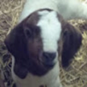 Meet your Posher, Leah